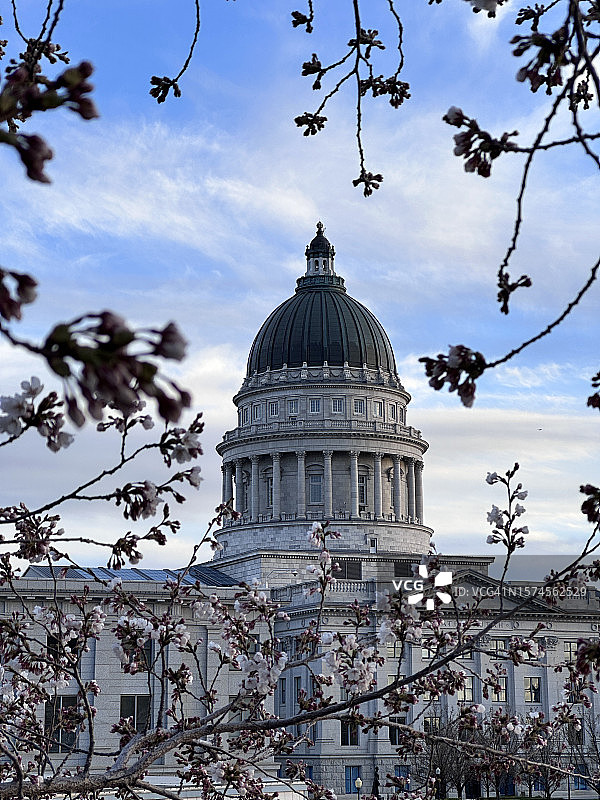 美国犹他州议会大厦前的樱花，盐湖城图片素材