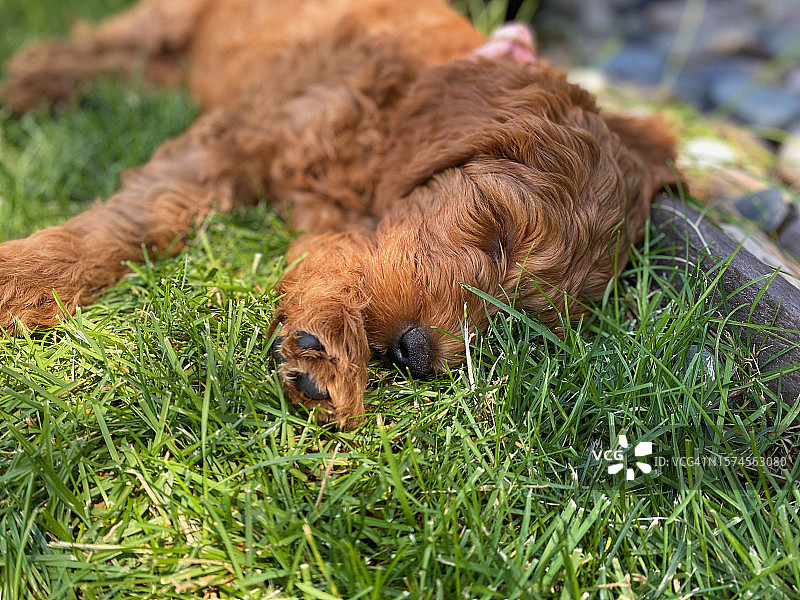 拉布拉多贵宾犬幼犬在夏季花园里睡觉的特写图片素材