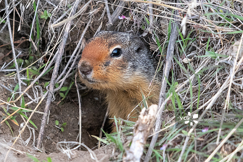 加拿大不列颠哥伦比亚省，从洞穴中钻出的地松鼠肖像图片素材