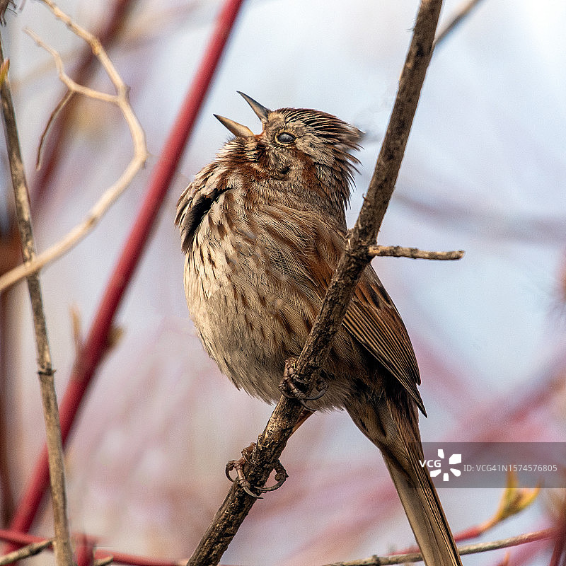 加拿大不列颠哥伦比亚省，栖息在树枝上歌唱的林肯麻雀图片素材