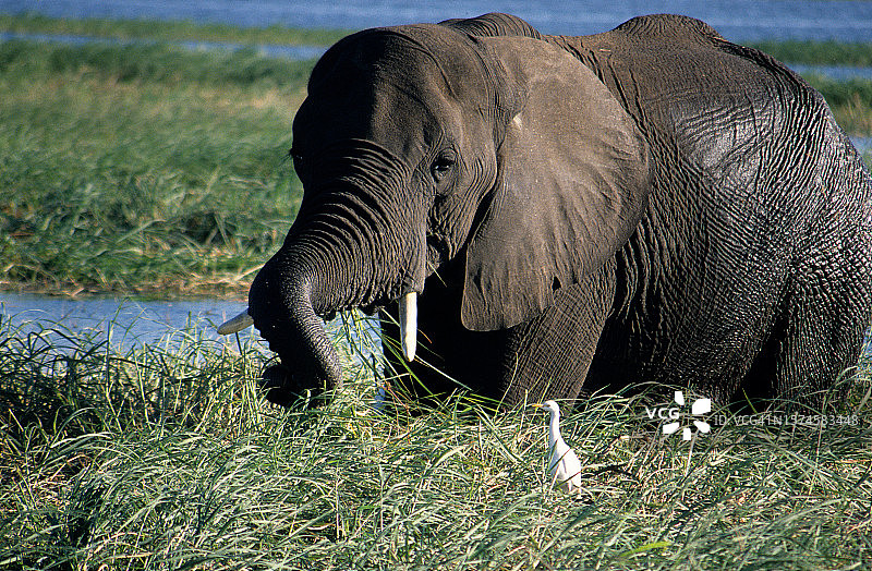 在博茨瓦纳乔贝国家公园的芦苇丛中站立的稻田鸟，旁边有一头大象图片素材