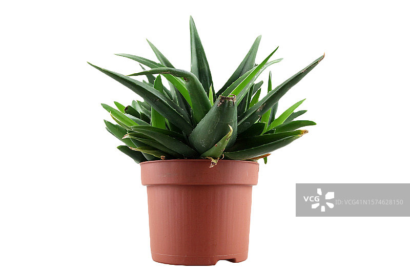 白色背景上的芦荟植物图片素材