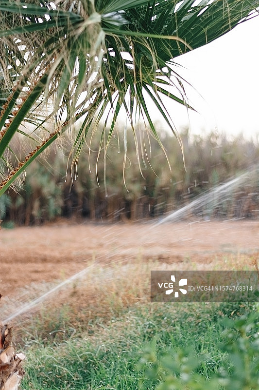 智能草坪和棕榈树浇灌图片素材