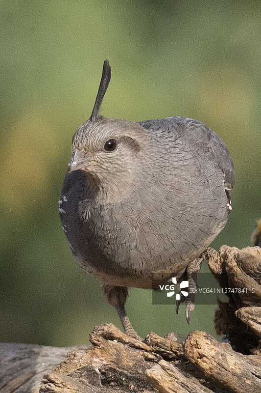 冈贝尔鹌鹑雌性正面图图片素材