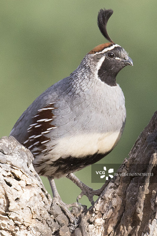 甘贝尔鹌鹑雄鸟栖息图片素材