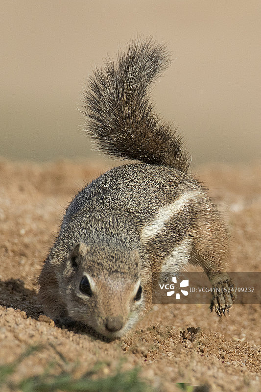 哈里斯地松鼠正面视图图片素材