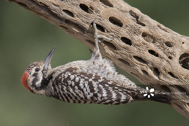 倒挂的梯背啄木鸟（雄性）图片素材