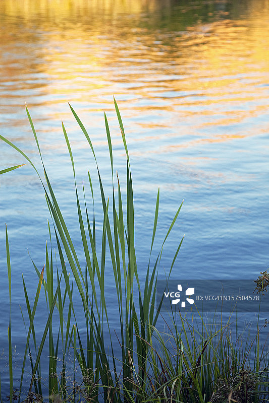 湖岸植物图片素材