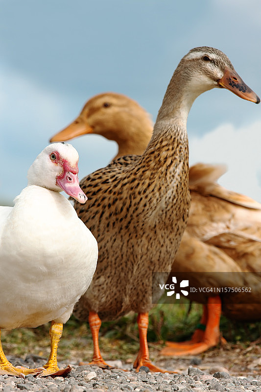 家庭鸭子图片素材