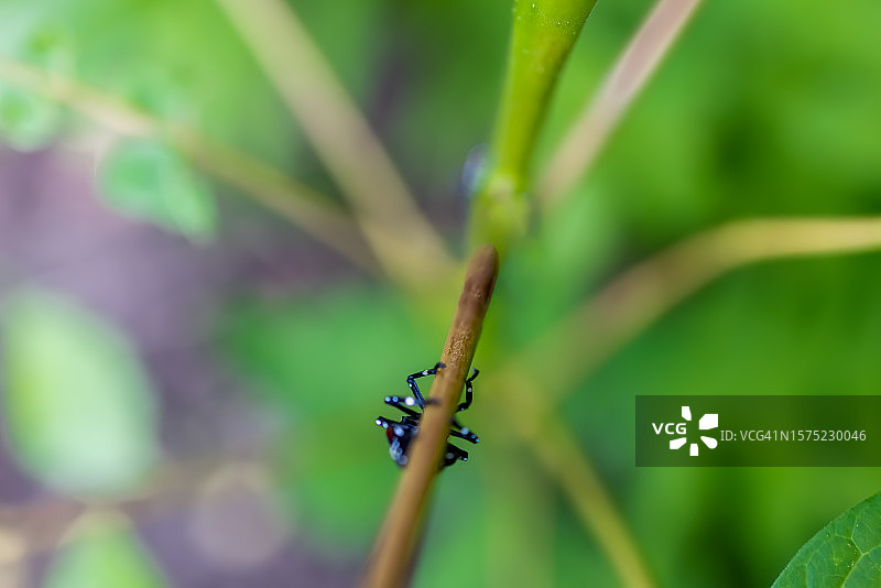 入侵性的斑点灯笼蝇藏在植物茎后图片素材
