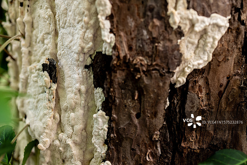 带有白色真菌的纹理树皮背景图片素材