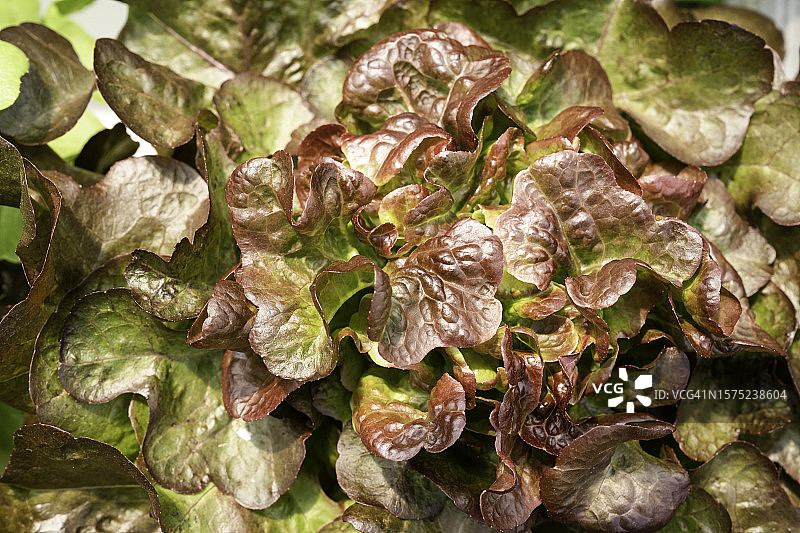 水培农场中生长的莴苣：有机纯素食品的概念图片素材
