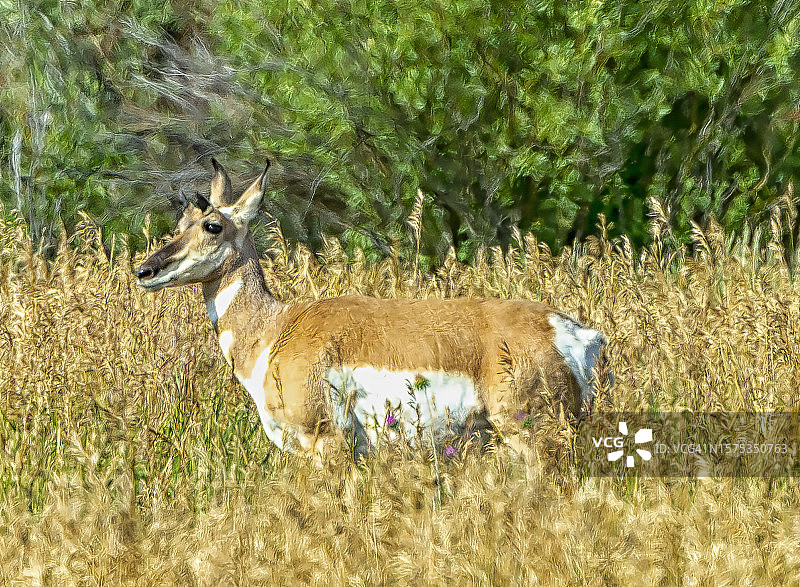 叉角羚图片素材