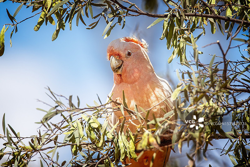米切尔少校凤头鹦鹉图片素材