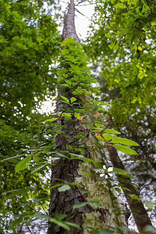 仰视高大树木缠绕藤蔓图片素材