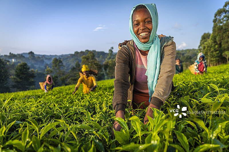 东非，非洲妇女在种植园里采摘茶叶图片素材