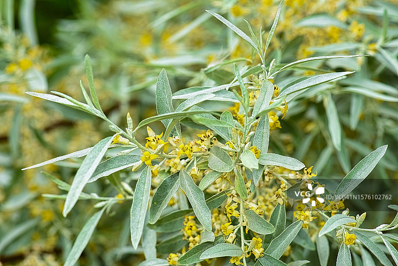 俄罗斯橄榄树图片素材