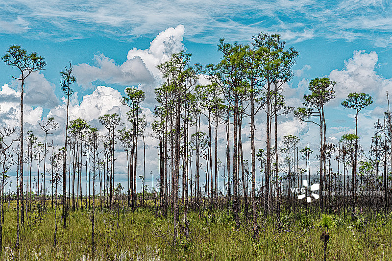 大沼泽地国家公园图片素材