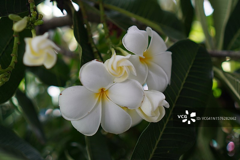 花园中盛开的鸡蛋花：白色和黄色图片素材