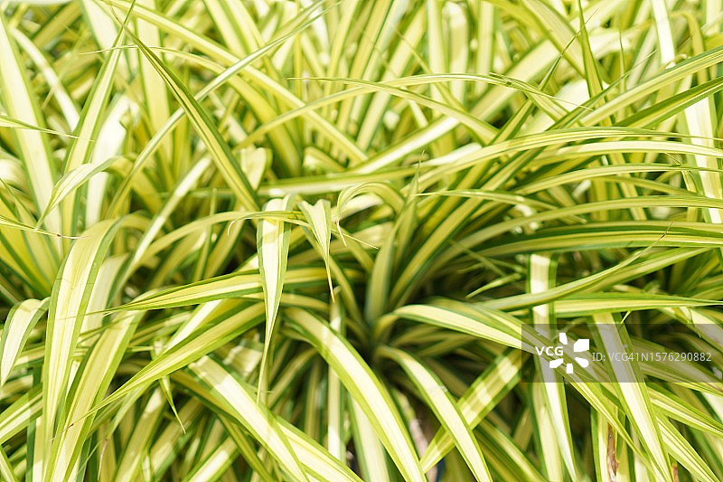 绿色和黄色吊兰图片素材