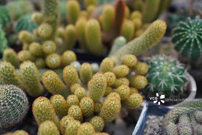 秘鲁天轮柱仙人掌图片素材