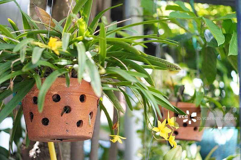 黄色兰花图片素材