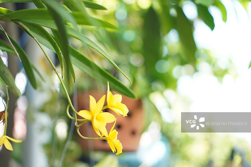 黄色兰花图片素材