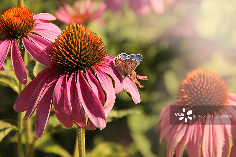 草地蓝蝴蝶停留在粉色紫锥菊花朵上特写图片素材