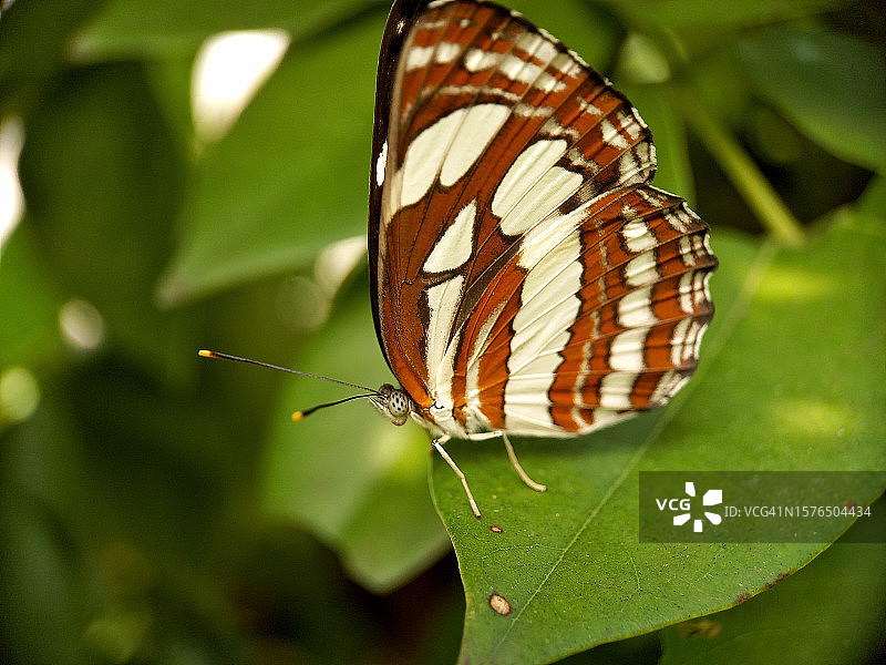 蝴蝶在树叶上的特写图片素材