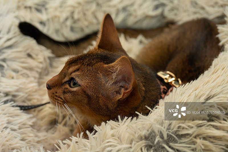 躺在地毯上的猫咪特写图片素材