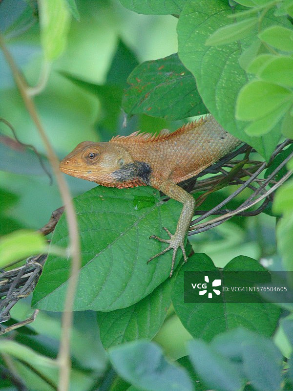 植物上的变色龙特写图片素材