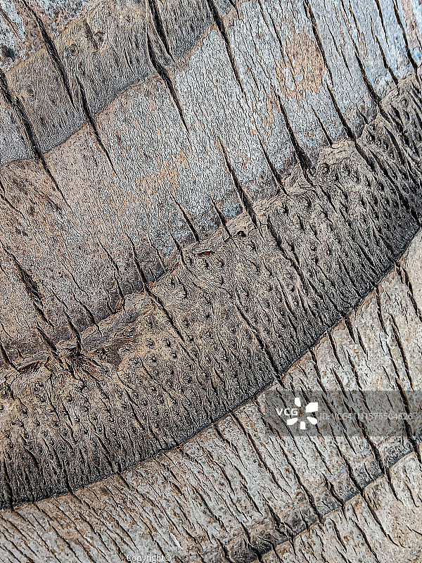 木纹特写，卡马圭，古巴图片素材