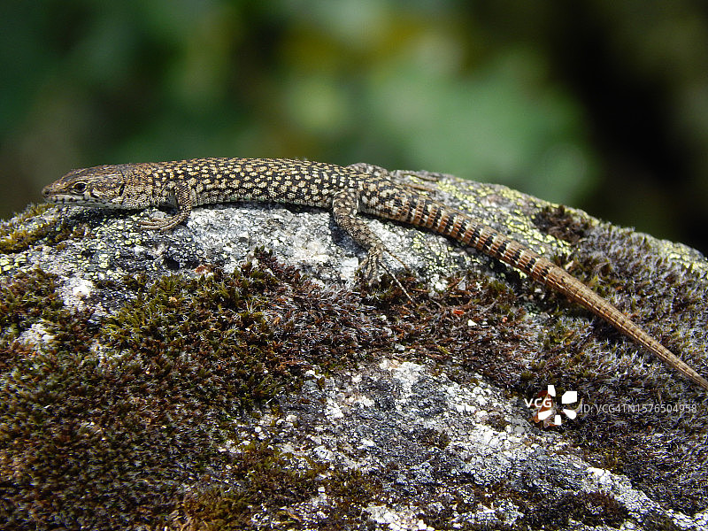 普通壁虎在岩石上的特写图片素材