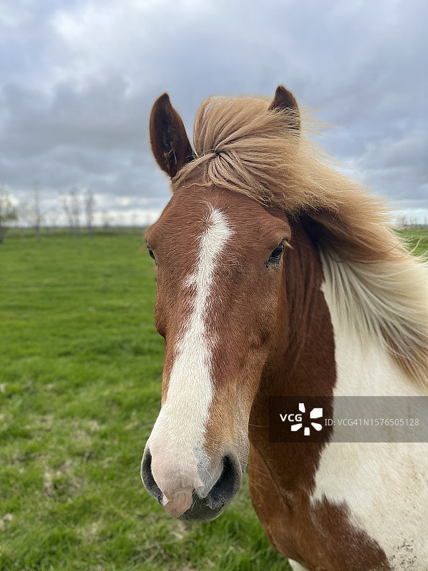 站在田野上的小马的特写，天空背景图片素材