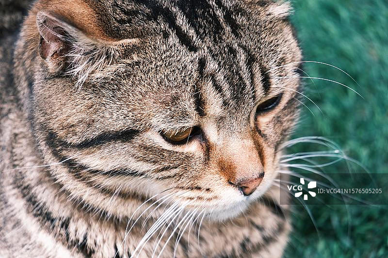 猫特写图片素材