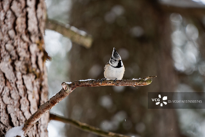 山雀栖息在树上的特写图片素材