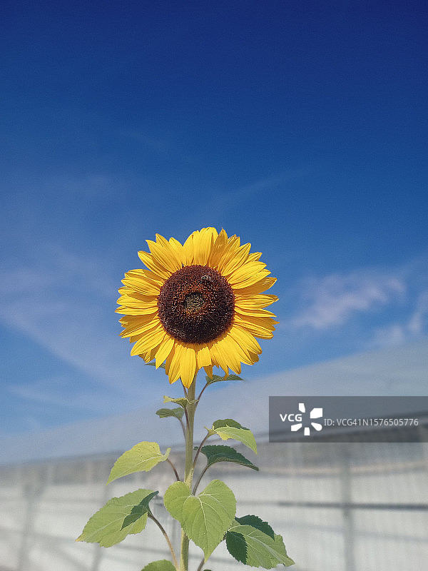 向日葵对着天空的特写图片素材
