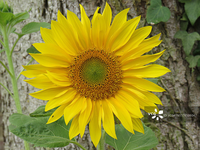 黄色向日葵特写图片素材