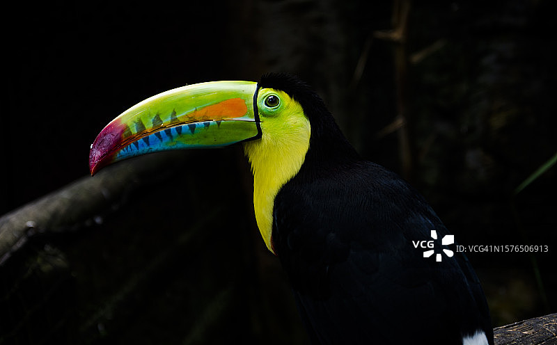 栖息在树枝上的巨嘴鸟特写图片素材