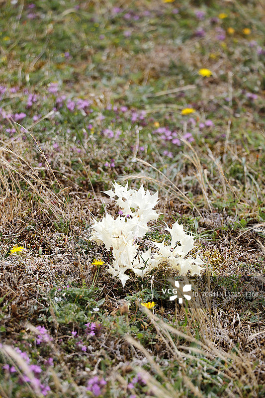 法国诺曼底的蓟图片素材