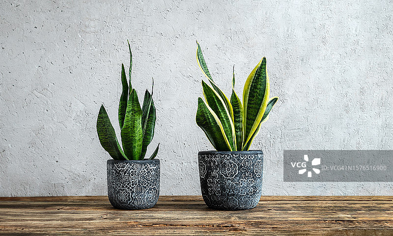 法国桌子上的盆栽特写图片素材