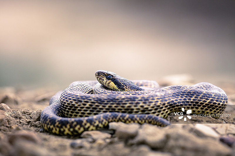 岩石上的蝰蛇特写图片素材
