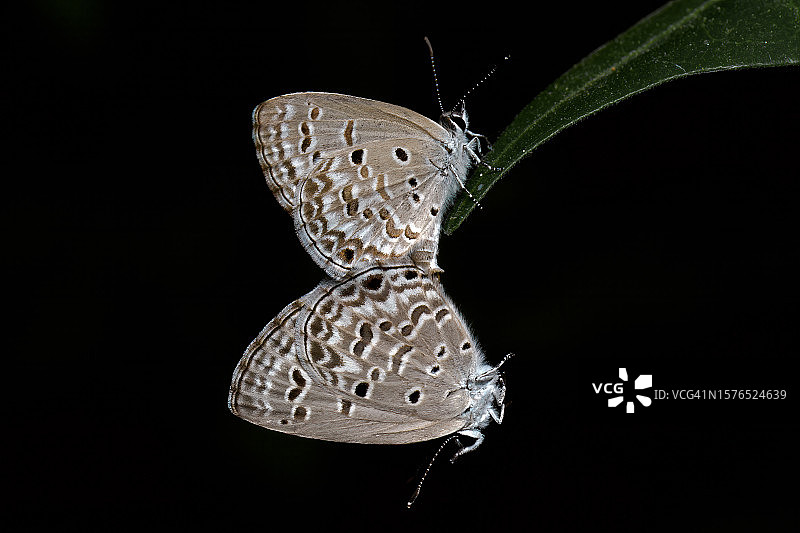 黑色背景上蝴蝶的特写图片素材