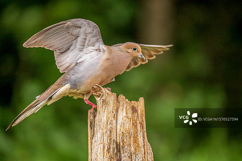 栖息在木桩上的哀鸽特写图片素材