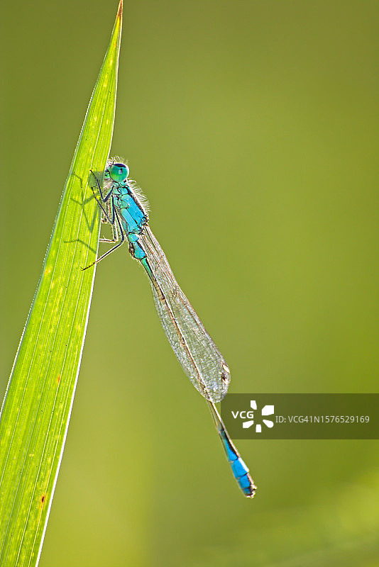 豆娘在叶子上的特写图片素材