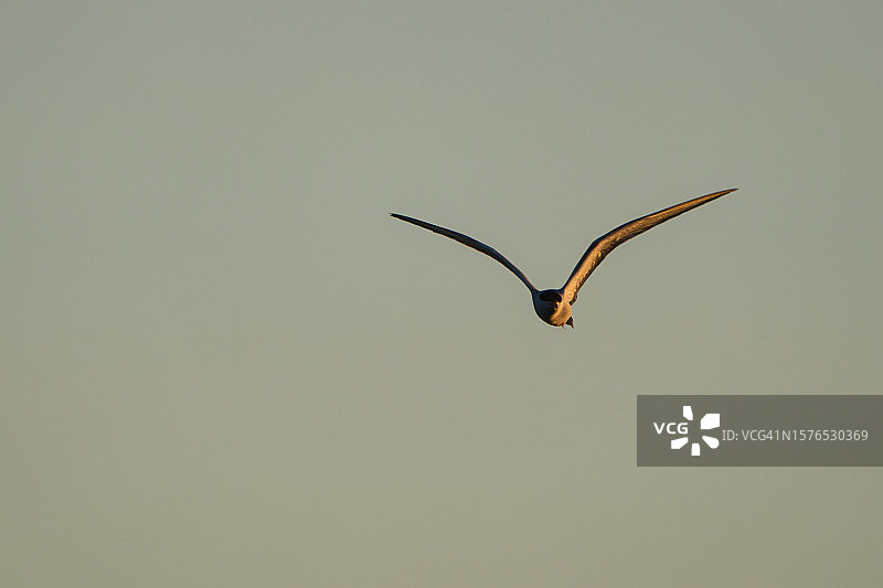 仰视海鸥在晴空中飞翔图片素材