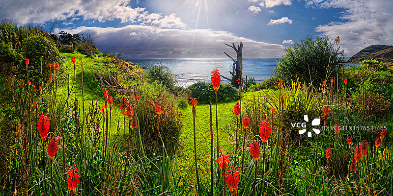 陆地上盛开的鲜花美景图片素材