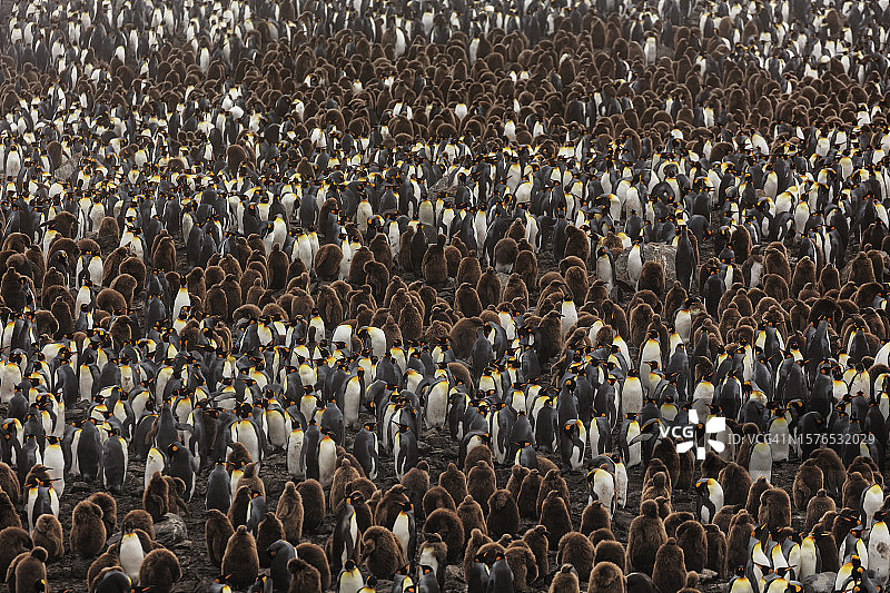 高角度拍摄的在清真寺祈祷的人们图片素材