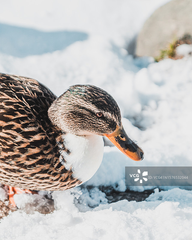 鸭子栖息在雪地上的特写图片素材
