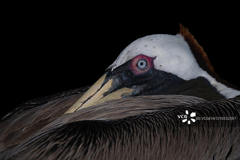 黑色背景下的棕色鹈鹕特写图片素材